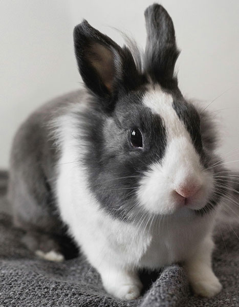 Loren Veteriner Kliniği | İstanbul Kartal Veteriner Kliniği | İstanbul Kartal Acil Veteriner | İstanbul Kartal Pet Yoğun Bakım | İstanbul Kartal Veteriner Hekim | İstanbul Kartal En İyi Veteriner