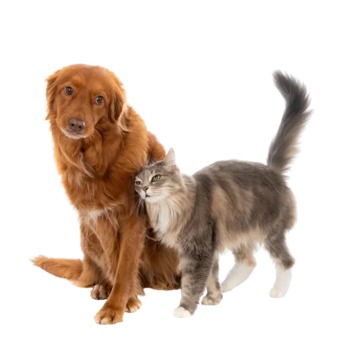 Loren Veteriner Kliniği | İstanbul Kartal Veteriner Kliniği | İstanbul Kartal Acil Veteriner | İstanbul Kartal Pet Yoğun Bakım | İstanbul Kartal Veteriner Hekim | İstanbul Kartal En İyi Veteriner