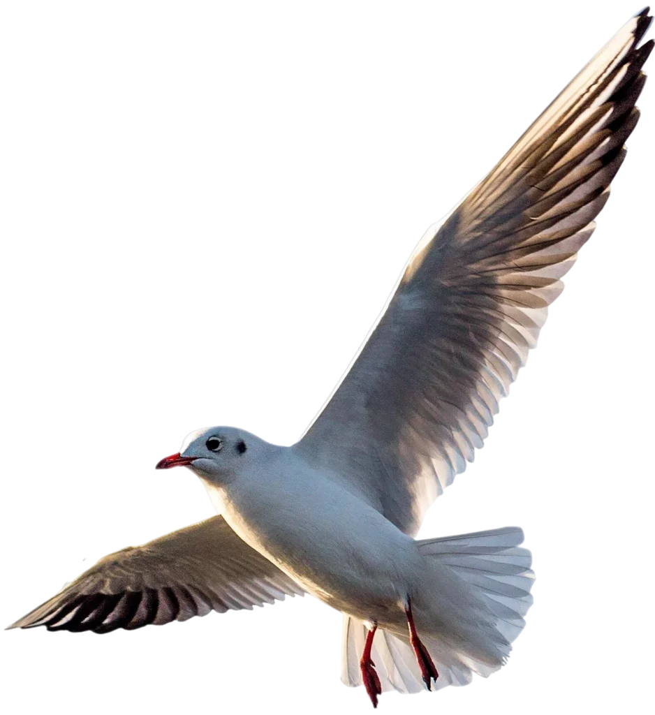 Loren Veteriner Kliniği | İstanbul Kartal Veteriner Kliniği | İstanbul Kartal Acil Veteriner | İstanbul Kartal Pet Yoğun Bakım | İstanbul Kartal Veteriner Hekim | İstanbul Kartal En İyi Veteriner