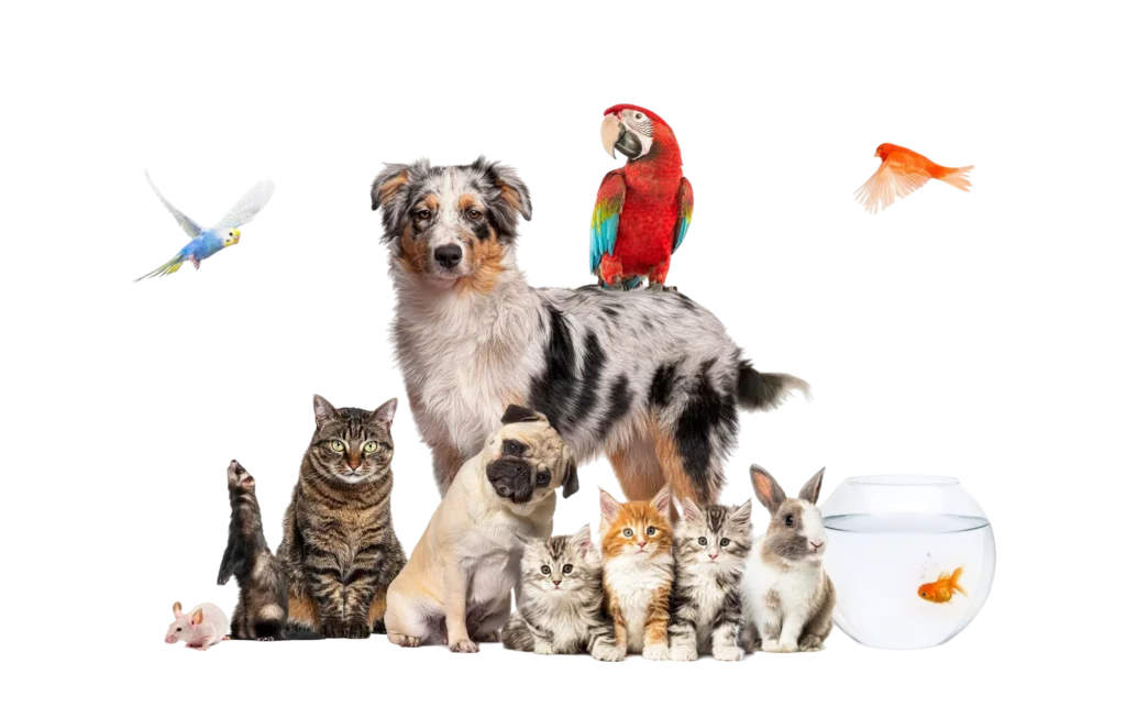 Loren Veteriner Kliniği | İstanbul Kartal Veteriner Kliniği | İstanbul Kartal Acil Veteriner | İstanbul Kartal Pet Yoğun Bakım | İstanbul Kartal Veteriner Hekim | İstanbul Kartal En İyi Veteriner